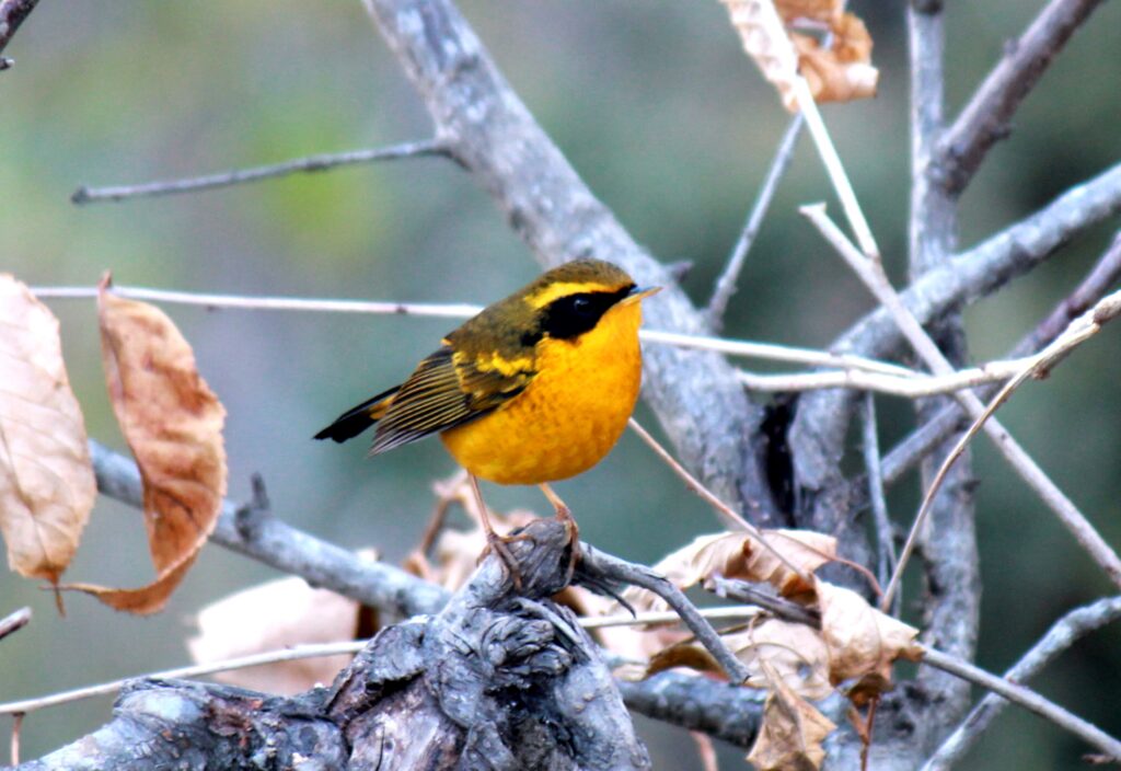 Golden Bush Robin